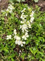 Arabis, Ophalen