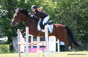 Verzorgpony / lease paard / halve stal aangeboden, Dieren en Toebehoren, Paarden, ZZ, Springpaard, Minder dan 160 cm, Ruin