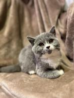 Brits korthaar kitten, Dieren en Toebehoren, Katten en Kittens | Raskatten | Korthaar, Poes, Gechipt, 0 tot 2 jaar