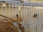 Diamant gould, Animaux & Accessoires, Oiseaux | Canaris, Sexe inconnu, Canari de couleur