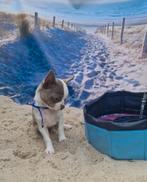 Chihuahua reutje pup, Dieren en Toebehoren, Honden | Chihuahua's en Gezelschapshonden, België, Fokker | Hobbymatig, Reu, CDV (hondenziekte)