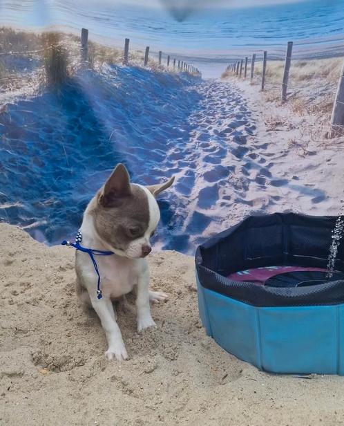 Chihuahua reutje pup, Dieren en Toebehoren, Honden | Chihuahua's en Gezelschapshonden, Reu, Chihuahua, Fokker | Hobbymatig, Eén hond