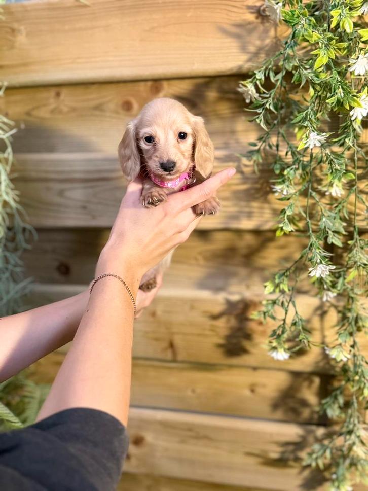 Prachtige (shaded) cream langharige dwergteckels, Dieren en Toebehoren, Honden | Teckels en Dashonden, Meerdere dieren, Langhaar