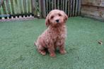 Prachtige abrikoze Mini/Medium Labradoodle pups met stamboom, Dieren en Toebehoren, Parvo, België, Overige rassen, 8 tot 15 weken