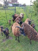 Soay lammetjes, Mouton, Plusieurs animaux, 0 à 2 ans