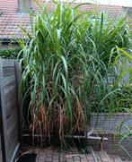 Siergras      " Miscanthus giganteus ", Ophalen, Zomer, Vaste plant, Siergrassen