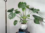 Monstera of lepelplant, Ophalen