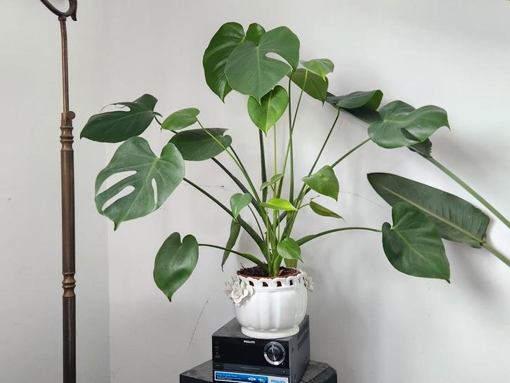 Monstera of lepelplant, Huis en Inrichting, Kamerplanten, Ophalen