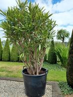 Oleander, En pot, Plein soleil, Enlèvement, Été