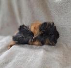 Jong cavia beertje (Peruvian), Dieren en Toebehoren, Knaagdieren, Mannelijk, Cavia, Tam