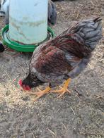 Barnevelder haan blauw dubbel gezoomd., Dieren en Toebehoren