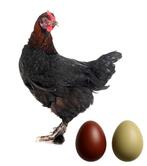 Œufs à éclore de poulets rares- directement de Broedservice, Animaux & Accessoires, Volatiles, Sexe inconnu, Poule ou poulet