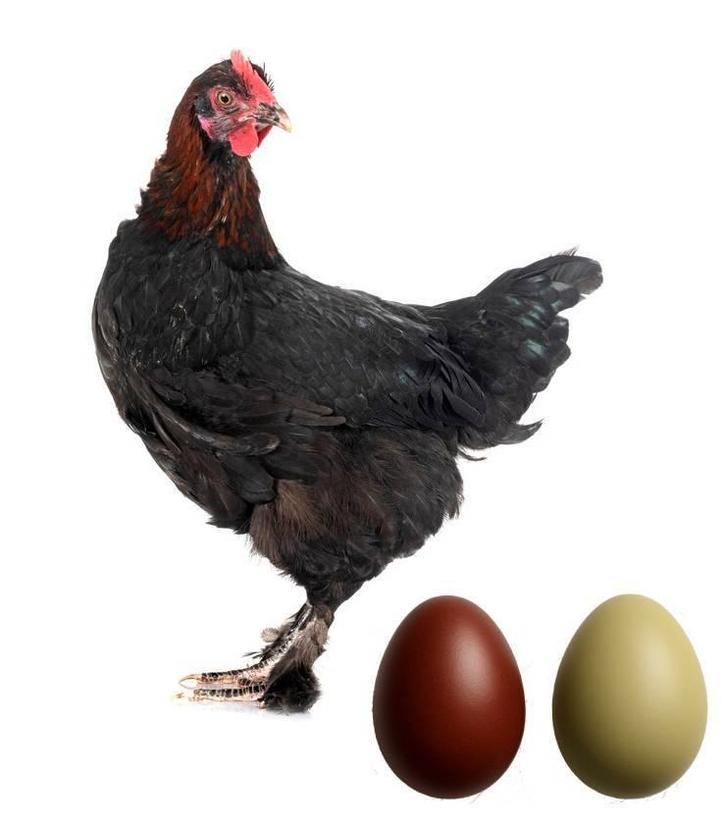 Broedeieren van zeldzame kippen - direct van Broedservice, Dieren en Toebehoren, Pluimvee, Kip, Geslacht onbekend