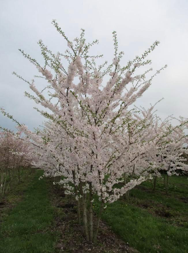 Meerstammige sierkersen in verschillende maten, Tuin en Terras, Planten | Bomen, Herfst, Ophalen of Verzenden