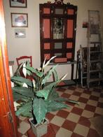 Antieke kapstok, Ophalen, Gebruikt, Overige typen, 150 tot 200 cm