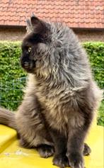 Prachtig Black Smoke Maine Coon poes  met stamboom!, Poes, Gechipt, 0 tot 2 jaar