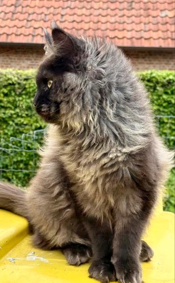 Magnifique chat Maine Coon Black Smoke avec un pedigree !, Chatte ou Chat, Vermifugé, 0 à 2 ans