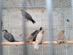 Zebravinken en rijstvogels, Dieren en Toebehoren