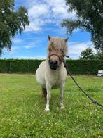 Polomino bonte merrie, Dieren en Toebehoren, Pony's, Merrie