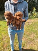 Dwergpoedel pups, Dieren en Toebehoren, Poedel, België, CDV (hondenziekte), 8 tot 15 weken