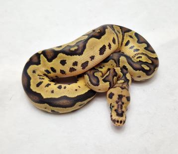 Fire Clown het Pied beschikbaar voor biedingen