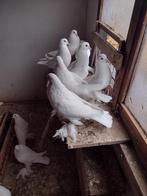 Gentse kroppers, Dieren en Toebehoren, Meerdere dieren, Kropper