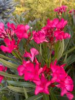 Oleanders, Tuin en Terras, Planten | Tuinplanten, Ophalen