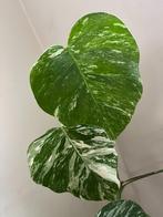 Monstera variegata kopstek  dubbele stek, Huis en Inrichting, Kamerplanten, Ophalen of Verzenden