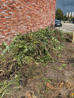 Snoeisel planten meenemen voor 50 euro., Tuin en Terras, Ophalen