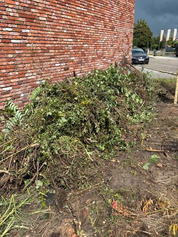 Snoeisel planten meenemen voor 50 euro. beschikbaar voor biedingen