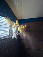 Canaris malinois, Mâle