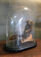 Taxidermie ancienne +/- 1930 singe sous cloche, Collections, Collections Animaux, Enlèvement, Utilisé, Autres, Animal empaillé