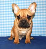 Superleuke Franse Bulldog pups, Dieren en Toebehoren, CDV (hondenziekte), Meerdere, Bulldog, Buitenland