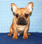 Superleuke Franse Bulldog pups, CDV (hondenziekte), Meerdere, Bulldog, Meerdere dieren