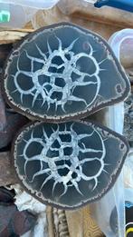 Geode septaria du maroc 50 millions d’années, Collections, Minéraux & Fossiles, Enlèvement ou Envoi