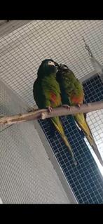 Couple ara maracana, Plusieurs animaux, Perroquet, Parleur