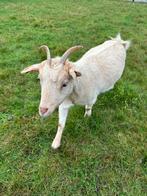 Dwerggeit licht caramel, Dieren en Toebehoren, Schapen, Geiten en Varkens, Vrouwelijk, Geit, 0 tot 2 jaar