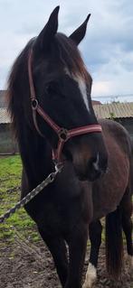 3jarige ruin Farfelu De Muze  x Codexco, Animaux & Accessoires, Chevaux, Non dressé, 3 à 6 ans, Hongre, Cheval de saut