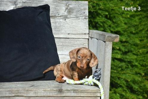 Prachtige kortharige Teckel pupjes, Dieren en Toebehoren, Honden | Teckels en Dashonden, Meerdere dieren, Korthaar, Dwerg, Fokker | Professioneel