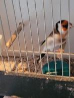 3 mannelijke majoor putters van jaar 2025