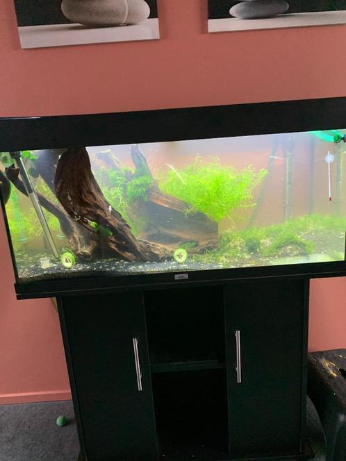 Juwel 180L Compleet + kast + Eheim Filter, Dieren en Toebehoren, Vissen | Aquaria en Toebehoren, Zo goed als nieuw, Gevuld zoetwateraquarium