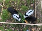 Vleeskonijnen 8 weken, Dieren en Toebehoren, Pluimvee