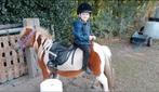 Lieve Shetland merrie, Dieren en Toebehoren