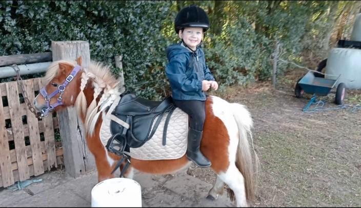 Lieve Shetland merrie, Dieren en Toebehoren, Paarden