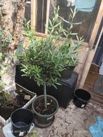 4 olijf boompjes.. 1 citroen boom, Tuin en Terras, Ophalen