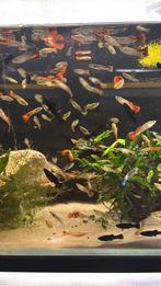 Guppy actie 8 voor 10€, Dieren en Toebehoren, Vis, Zoetwatervis
