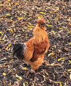 Zijdehoender haan, Dieren en Toebehoren, Mannelijk, Kip