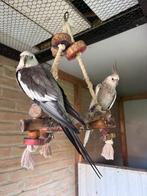 Twee valkparkieten: hoogstwaarschijnlijk poppeke en manneke, Dieren en Toebehoren, Meerdere dieren