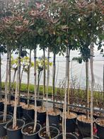 Photinia fraseri Red Robin op stam, Tuin en Terras, Planten | Bomen, Ophalen of Verzenden, Bolboom