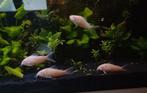 Albino corydora's, Zoetwatervis